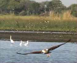 Fish Eagle skims the lagoon at Kwara Camp 2003 Kirk Levedahl