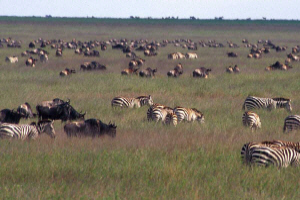 Serengeti Migration  Charlotte Richardson