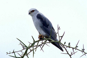 Black Shouldered Kite Red   Paul Young