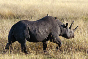 Rhino at Ngorongoro Crater  Charlotte RIchardson