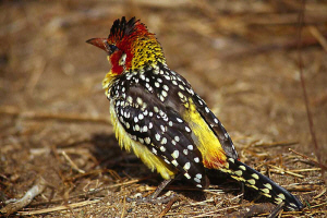 Red and yellow Barbet  Paul Young