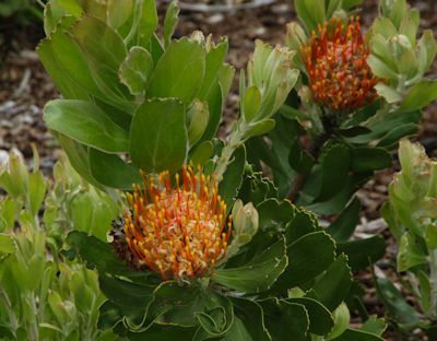 Protea - Kirstenbosch Gardens