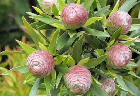 Protea - Kirstenbosch Gardens