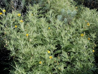 Rooibos - Bushman's Kloof