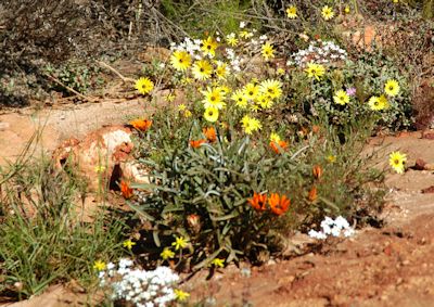 Wildflowers - Bushman's Kloof