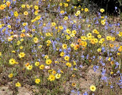 Wildflowers - Bushman's Kloof