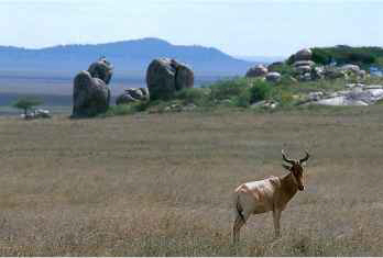 Coke's Hartebees in the Serengeti © Charlotte Richardson
