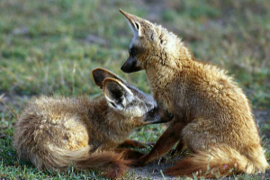 Bat Eared Fox  Charlotte Richardson